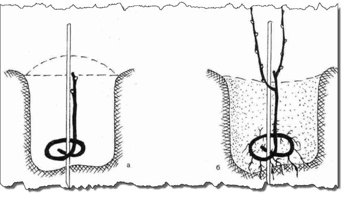 Pendaratan Moldavia