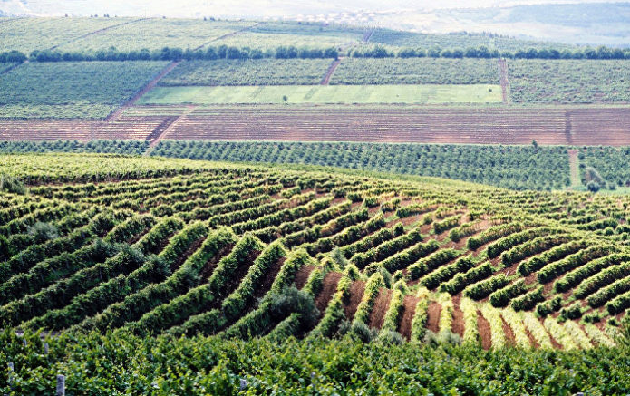 Kebun Anggur di Moldova