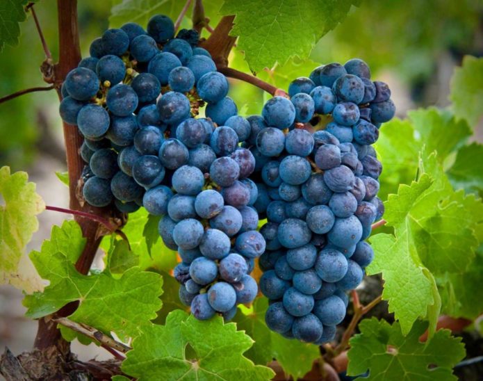 Anggur Cabernet Sauvignon