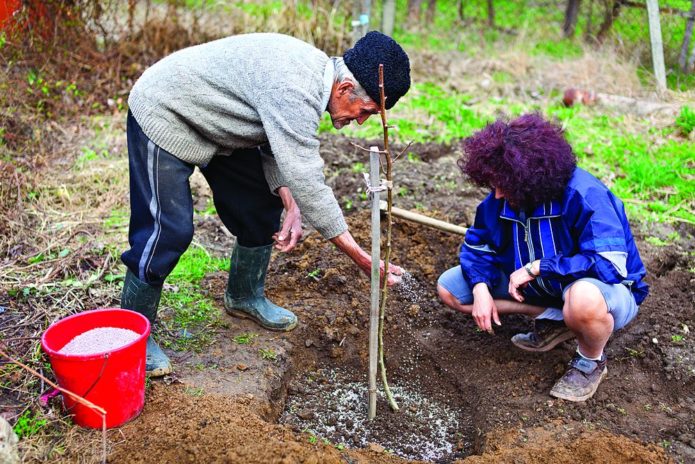 Menanam anak pokok