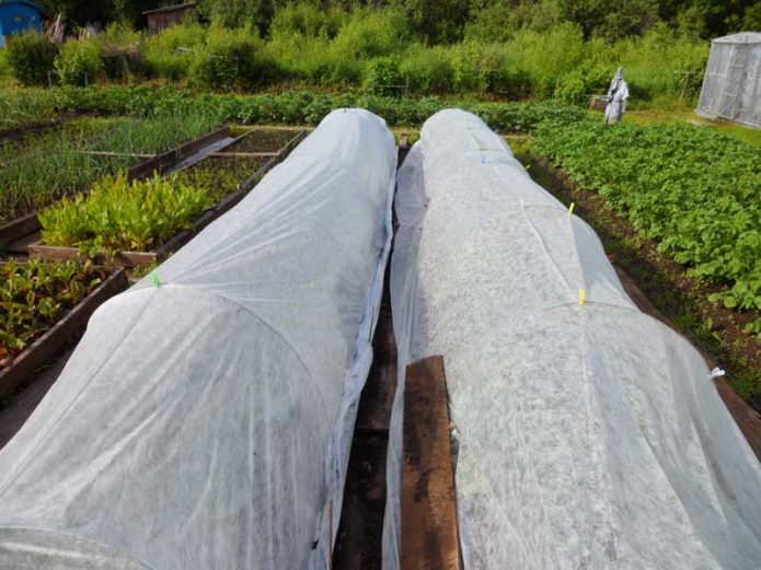 Tempat perlindungan anak pokok kubis yang ditanam dengan agrofibre