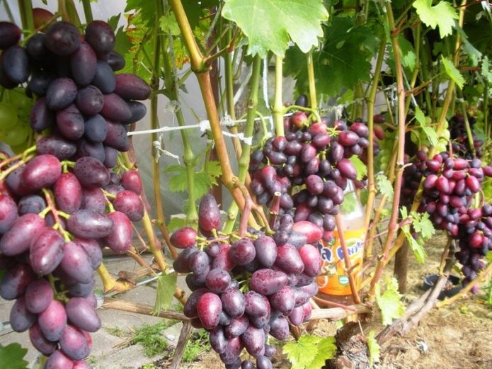 Wanita Cantik Grape Bush