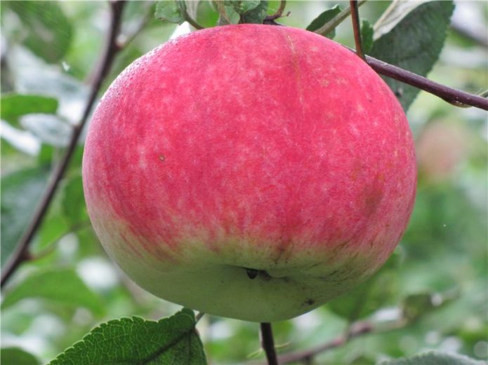 Pelbagai Apple Naturalis Muda