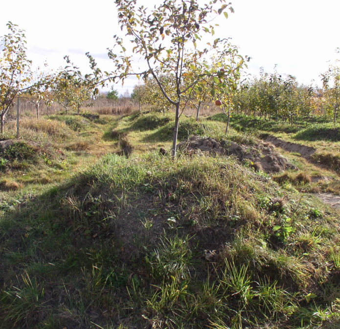 Pokok buah di bukit buatan