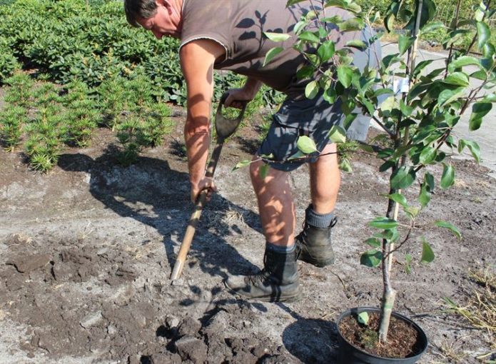 Menanam pokok epal pada musim panas