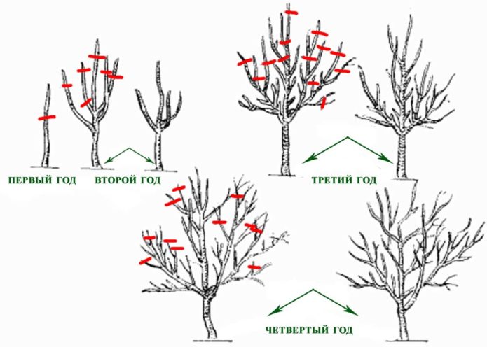 Skim pemangkasan pokok epal