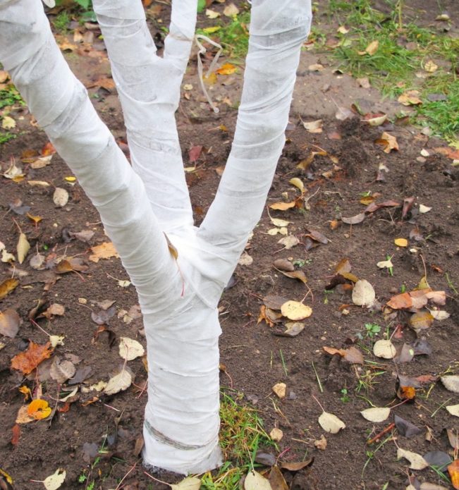 Menyiapkan pokok epal untuk musim sejuk