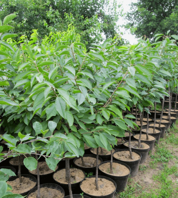 Anak pokok akar tertutup