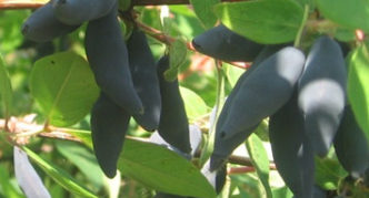 Honeysuckle variety Delight