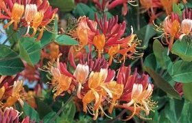 Honeysuckle pelbagai Kecantikan Amerika