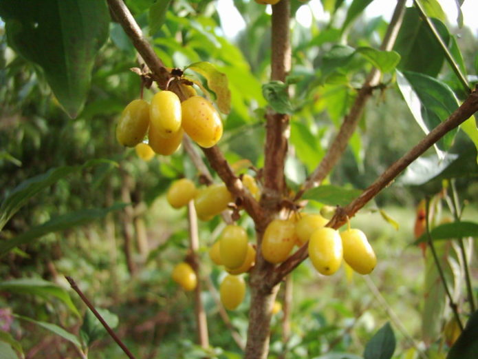 Dogwood Amber