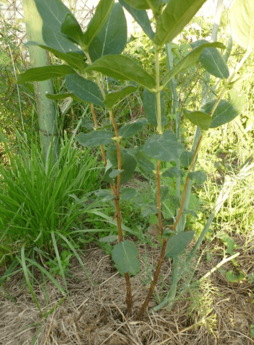 membahagi semak honeysuckle