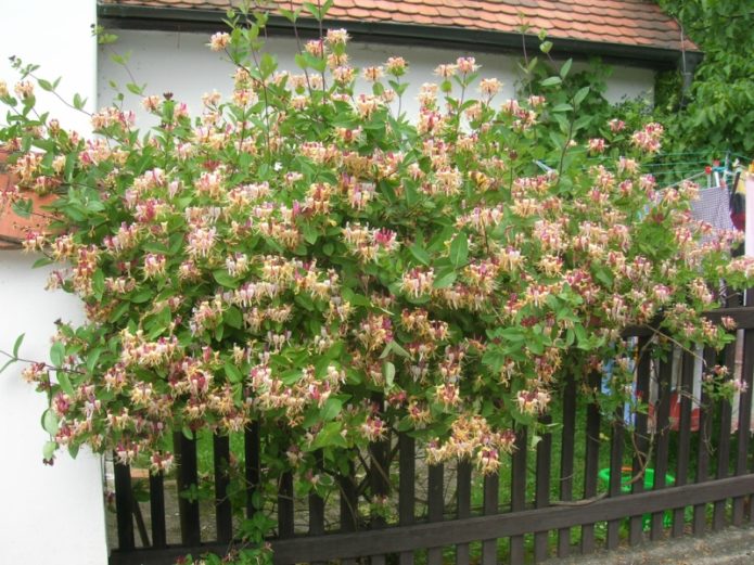 honeysuckle di sebelah selatan rumah