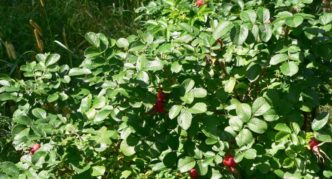 Rosehip semak