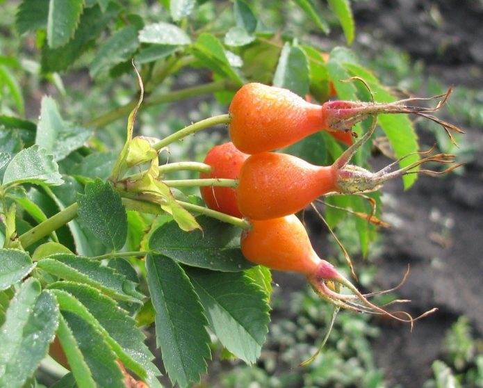 Vitamin pelbagai jenis Rosehip