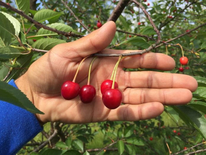 Cherry Novodvorskaya