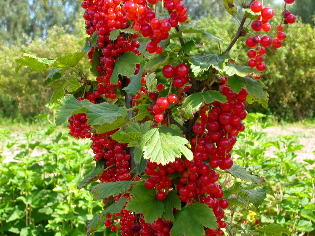 pemangkasan currant