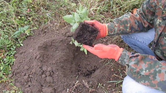 Anak pokok blackberry sebelum menanam