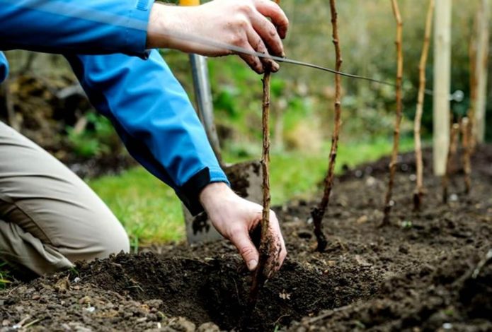 Menanam anak pokok blackberry di dalam lubang