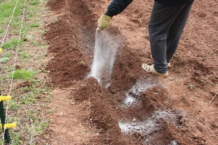 Memupuk kentang di dalam lubang semasa menanam