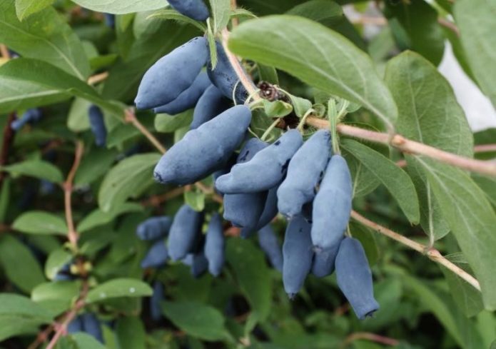 Gelendong Biru Honeysuckle