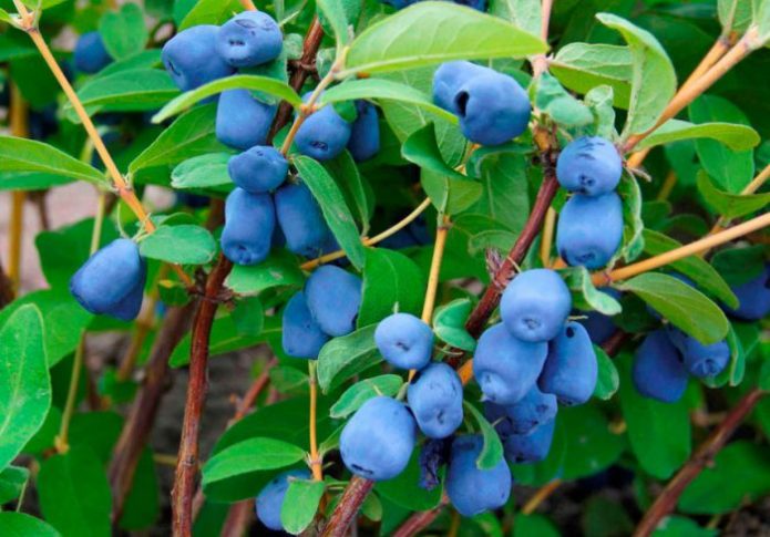 Honeysuckle Cinderella