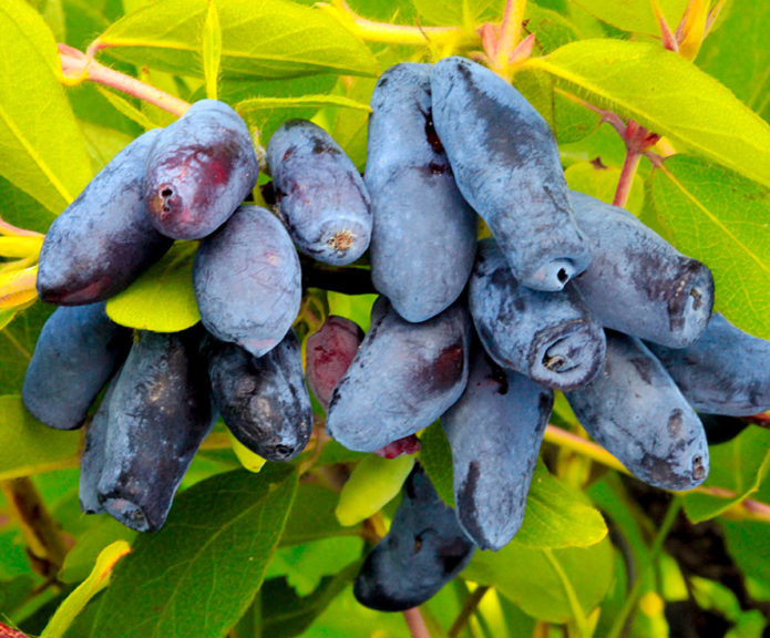 Gergasi Honeysuckle Leningrad