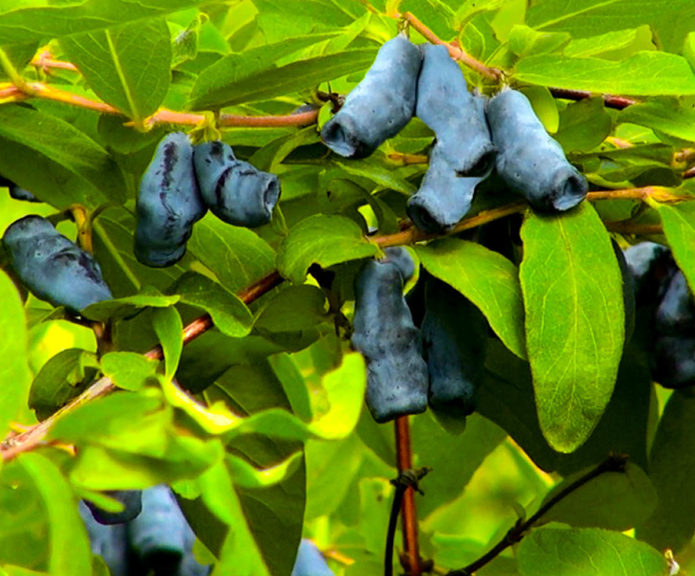 Honeysuckle Amphora