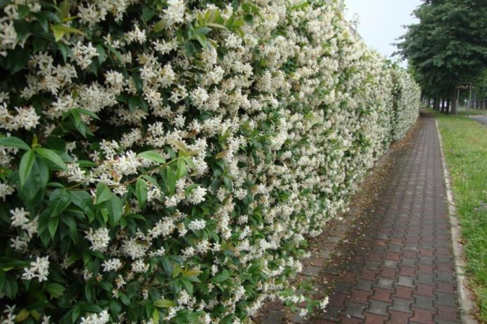 Honeysuckle dalam reka bentuk landskap