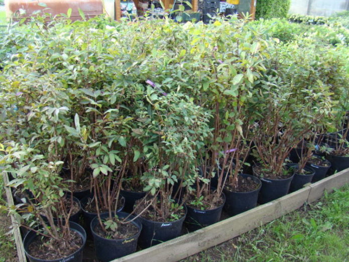 Anak pokok Honeysuckle