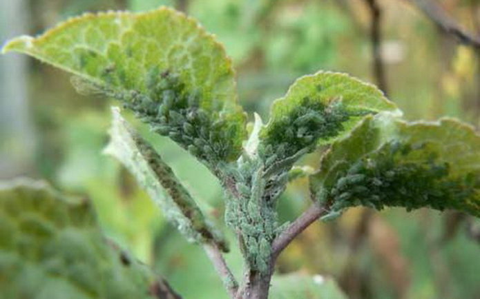 Kutu daun di semak honeysuckle