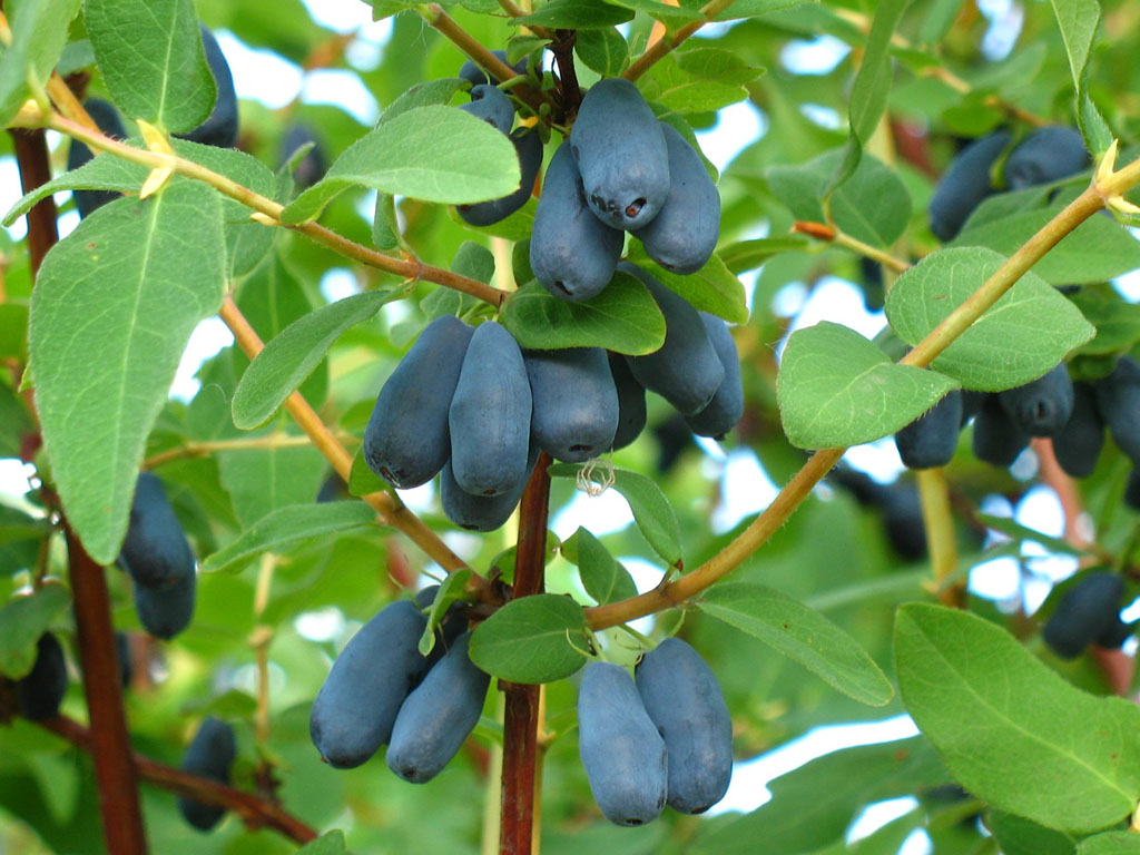 Honeysuckle boleh dimakan di kebun kami, cara menanam dan kapan menanam semula