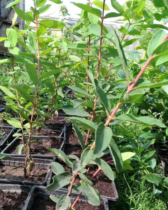 Anak pokok Honeysuckle