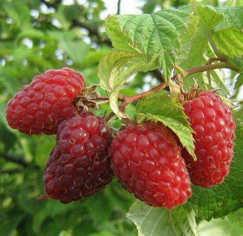 Raspberi