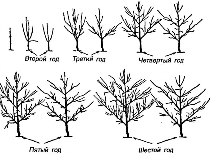 Memangkas pir