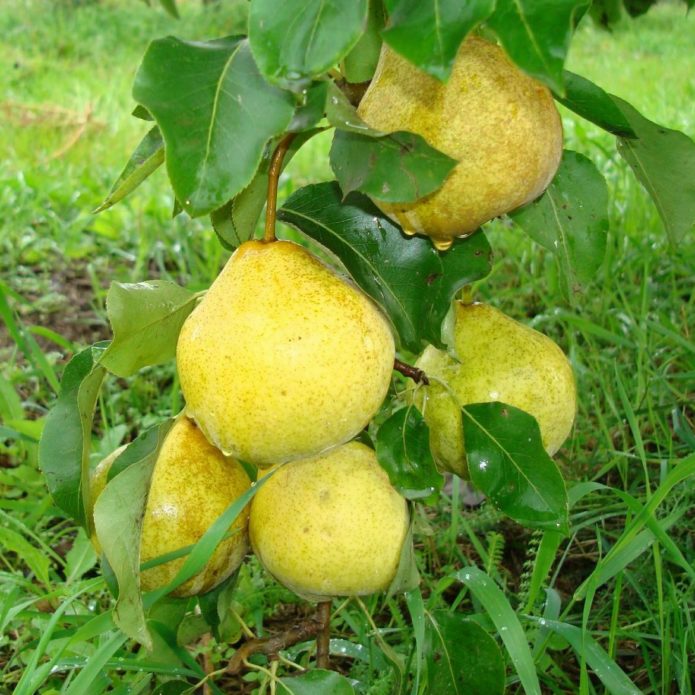 Pear of Memory Yakovlev