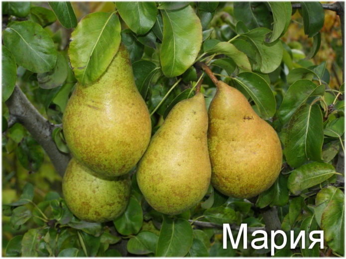 Pear Maria