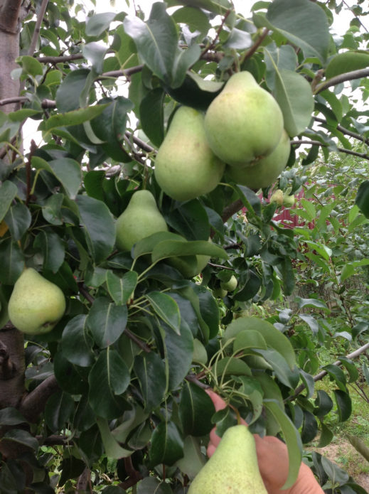 Pears Just Maria di dahan