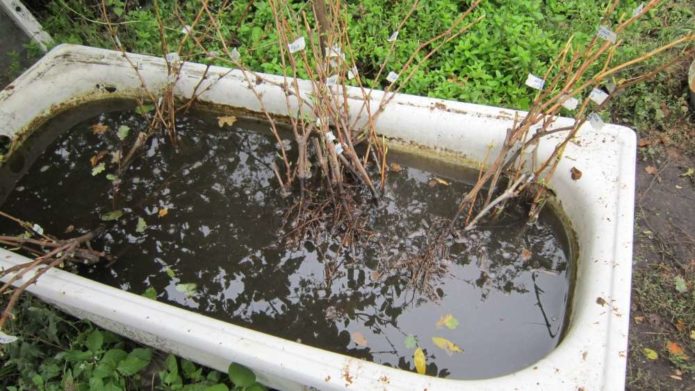 Merendam akar anak pokok