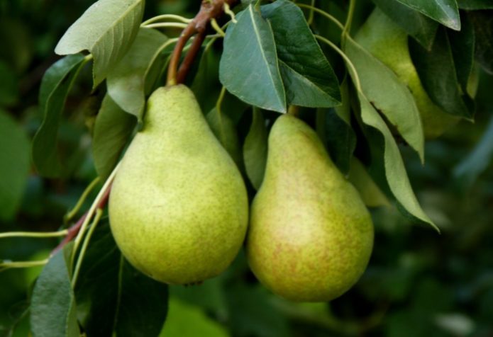 Pear Victoria