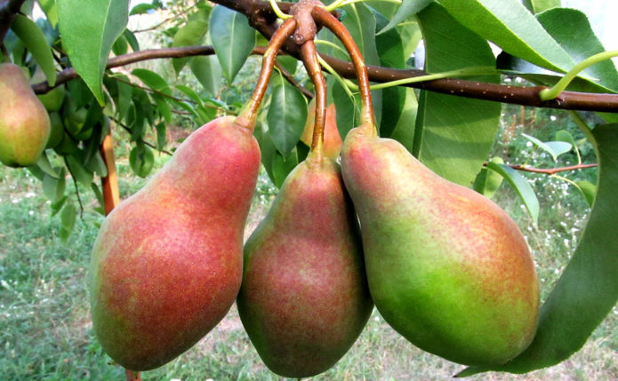 Kecantikan Pear Talgar