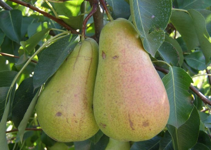 Penyembuhan Pear