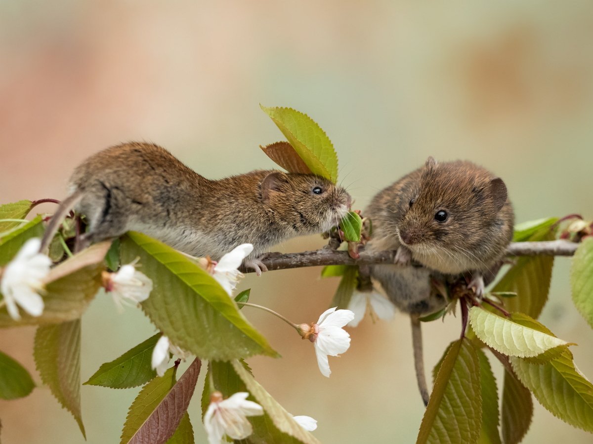 Cara melindungi pokok epal dari tikus dan bagaimana memulihkannya sekiranya berlaku kerosakan teruk