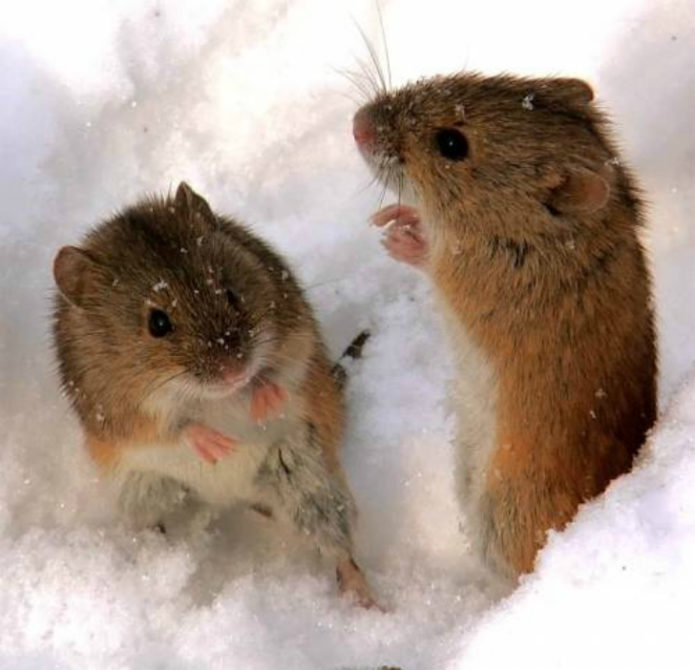 Tikus kecil mencari makanan