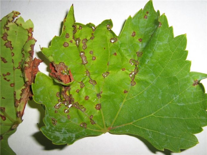 Anthracnose anggur