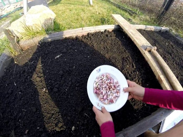 Bawang putih musim bunga di kebun