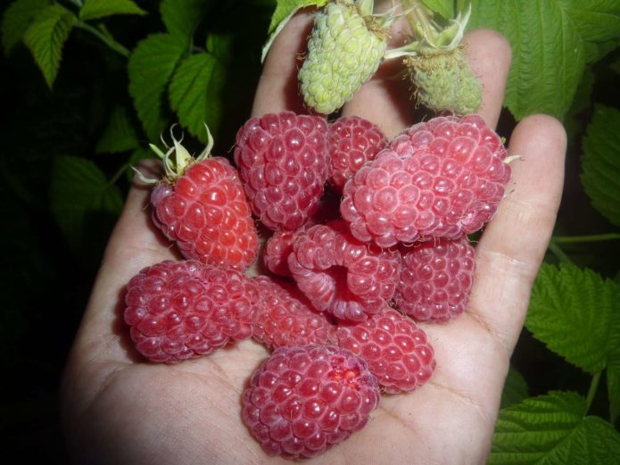 Raspberi di telapak tangan anda