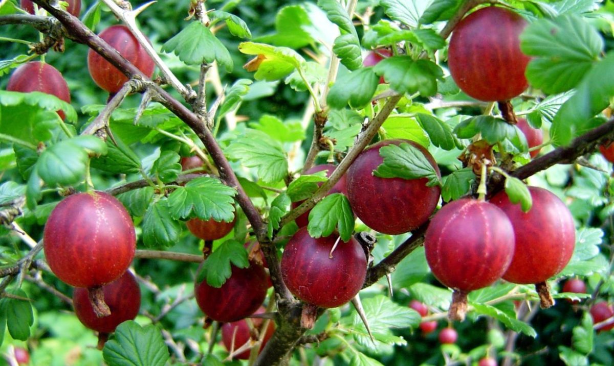 Lelaki roti halia Gooseberry