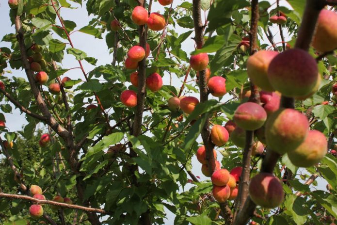 Buah aprikot di pokok