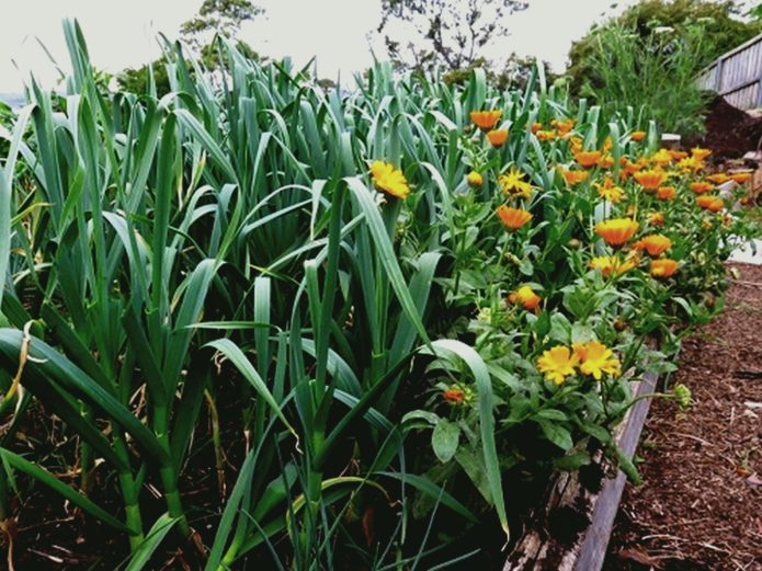 Calendula dan bawang putih